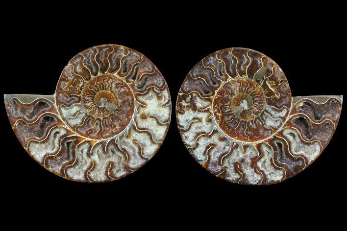 Cut/Polished Ammonite Pair - Agatized #79150